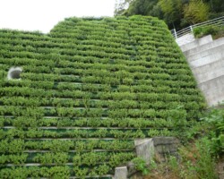 三朝砂防堰堤 常緑キリンソウ袋方式販売緑化計画研究所砂防堰堤緑化施工事例