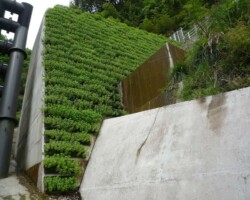 三朝砂防堰堤 常緑キリンソウ袋方式販売緑化計画研究所砂防堰堤緑化施工事例