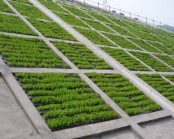 コンクリート法枠 常緑キリンソウ袋方式販売緑化計画研究所のり枠緑化施工事例
