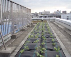 既存改修 常緑キリンソウ袋方式販売緑化計画研究所既存緑化補修施工事例