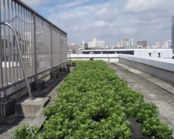 既存改修 常緑キリンソウ袋方式販売緑化計画研究所既存緑化補修施工事例