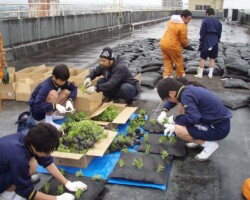 前橋中学校 常緑キリンソウ袋方式販売緑化計画研究所屋上緑化施工事例