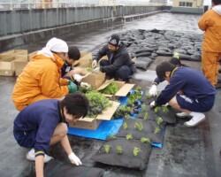 前橋中学校 常緑キリンソウ袋方式販売緑化計画研究所屋上緑化施工事例