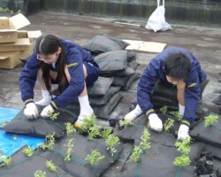 前橋中学校 常緑キリンソウ袋方式販売緑化計画研究所屋上緑化施工事例