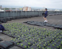 前橋中学校 常緑キリンソウ袋方式販売緑化計画研究所屋上緑化施工事例