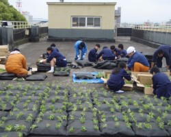 前橋中学校 常緑キリンソウ袋方式販売緑化計画研究所屋上緑化施工事例