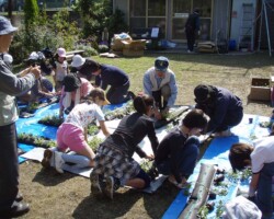 子ども広場 常緑キリンソウ袋方式販売緑化計画研究所屋根緑化施工事例