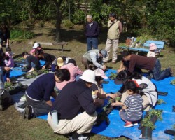 子ども広場 常緑キリンソウ袋方式販売緑化計画研究所屋根緑化施工事例