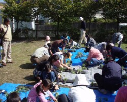子ども広場 常緑キリンソウ袋方式販売緑化計画研究所屋根緑化施工事例