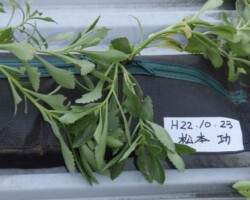 子ども広場 常緑キリンソウ袋方式販売緑化計画研究所屋根緑化施工事例