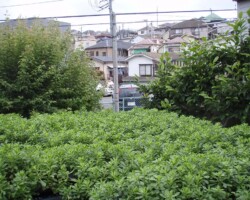 子ども広場 常緑キリンソウ袋方式販売緑化計画研究所屋根緑化施工事例