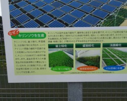 ソーラーシェアリング 常緑キリンソウ袋方式販売緑化計画研究所ソーラーパネル下緑化施工事例