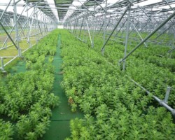 ソーラーシェアリング 常緑キリンソウ袋方式販売緑化計画研究所ソーラーパネル下緑化施工事例