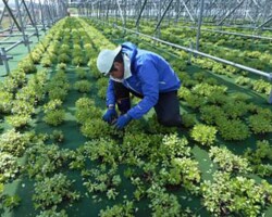 ソーラーシェアリング 常緑キリンソウ袋方式販売緑化計画研究所ソーラーパネル下緑化施工事例