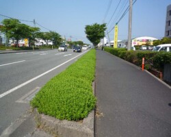 道路植栽帯 常緑キリンソウ袋方式販売緑化計画研究所道路植栽帯緑化施工事例