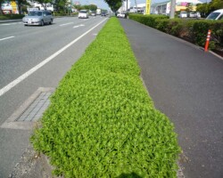 道路植栽帯 常緑キリンソウ袋方式販売緑化計画研究所道路植栽帯緑化施工事例