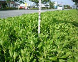 道路植栽帯 常緑キリンソウ袋方式販売緑化計画研究所道路植栽帯緑化施工事例