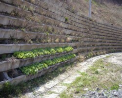 多段積緑化 常緑キリンソウ袋方式販売緑化計画研究所多段積緑化施工事例