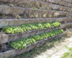 多段積緑化 常緑キリンソウ袋方式販売緑化計画研究所多段積緑化施工事例
